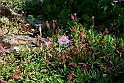 Moncenisio - Fiori_46